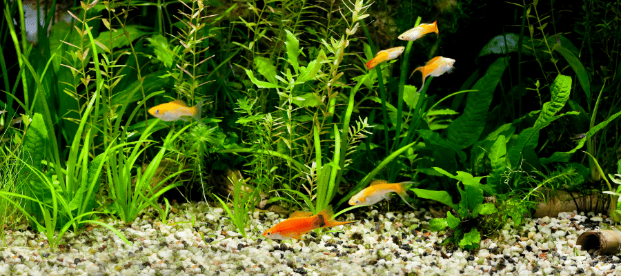 Image of fish tank with gold fish swimming inside. 